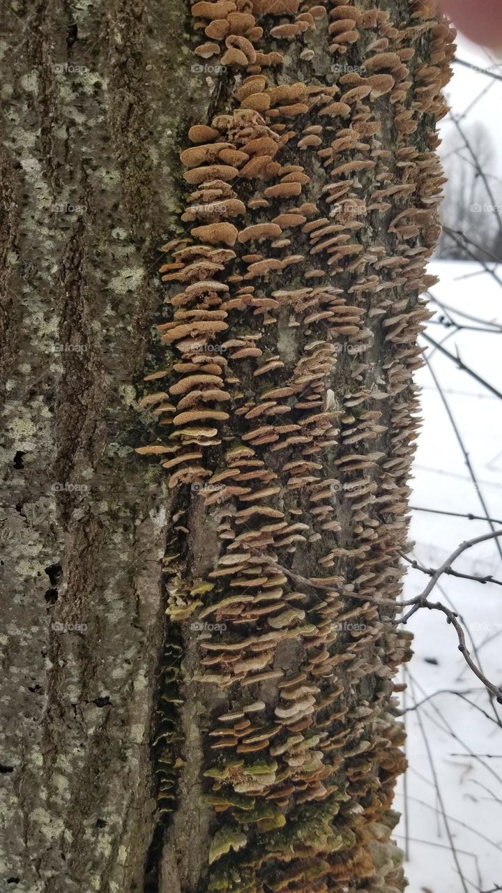 Fungus On A Tree