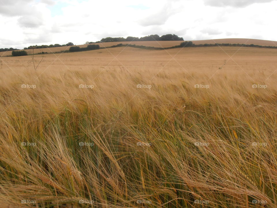 Wheat Blowing In The Wind