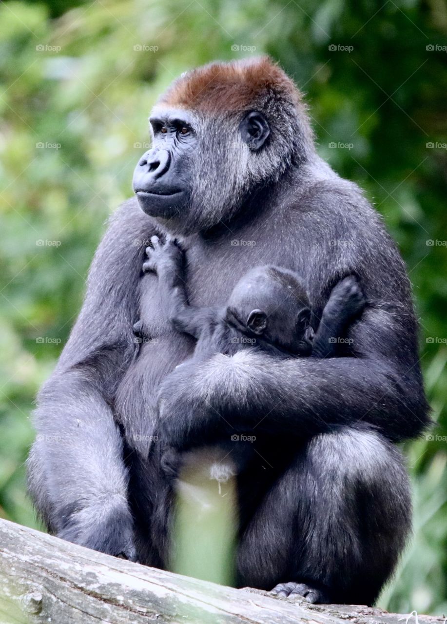 gorilla with a small gorilla