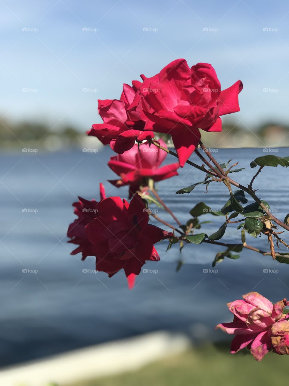 Red roses garden by the water 