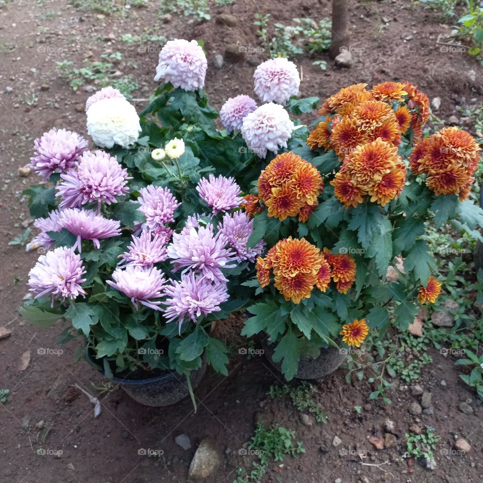 chrysanthemum is a type of flowering plant that is often grown as an ornamental plant