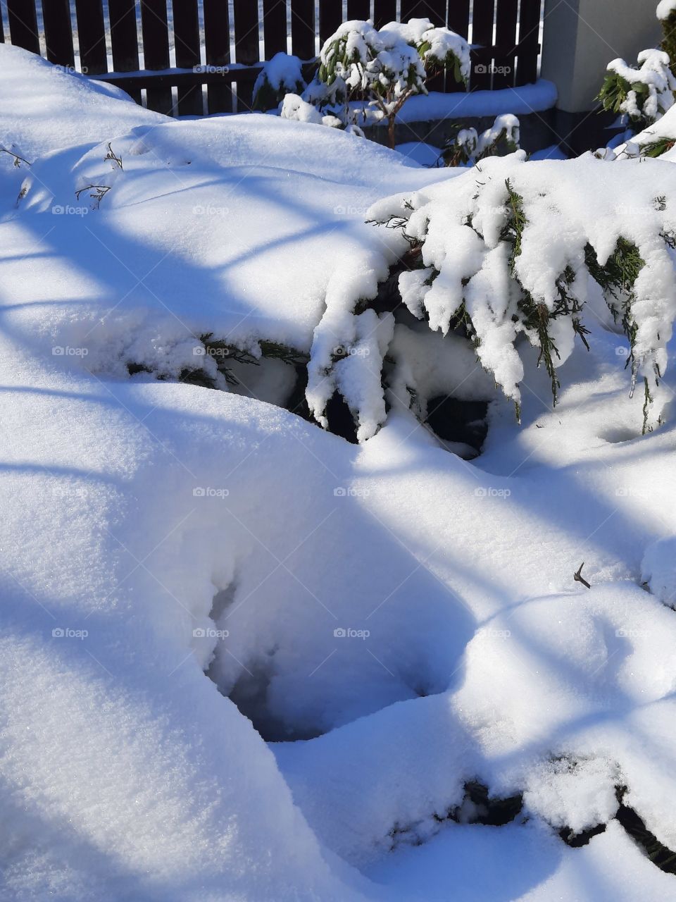 sunlit coniferous shrubs and rhododendrons after heavy snowfall
