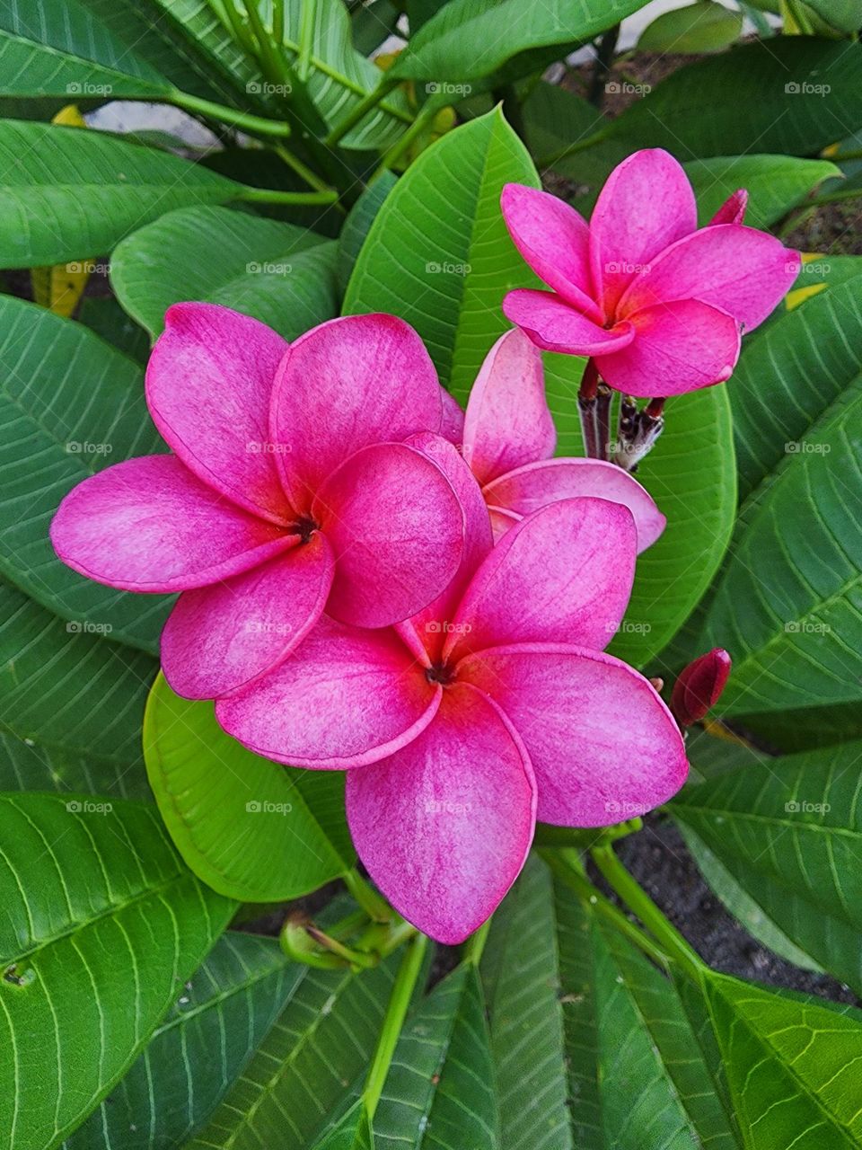 frangipani red