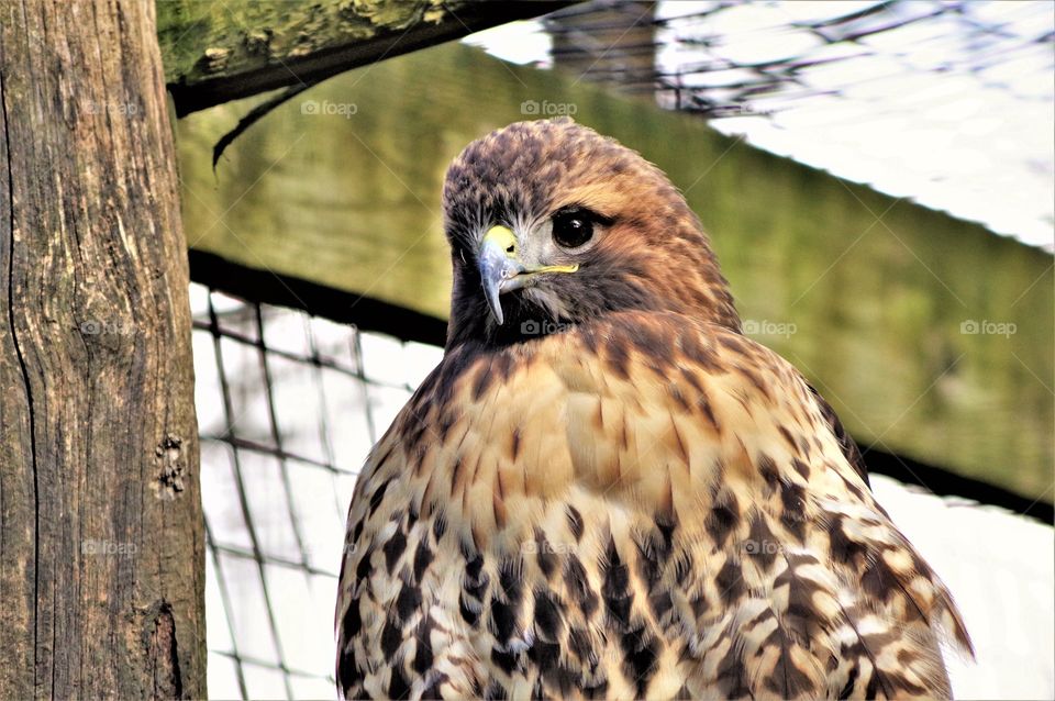 Hawk Close Up