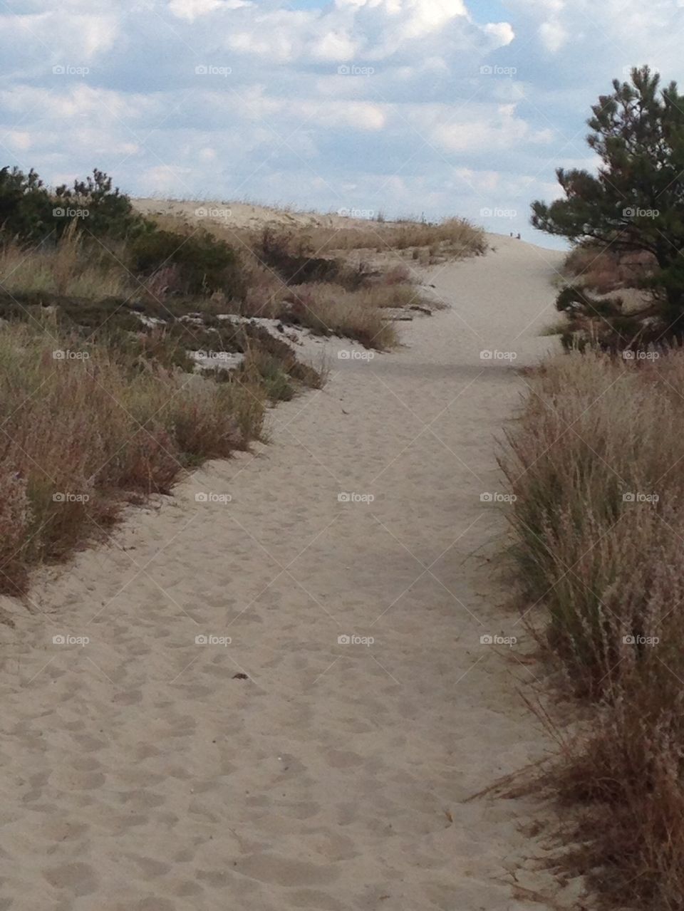 Cape Henlopen