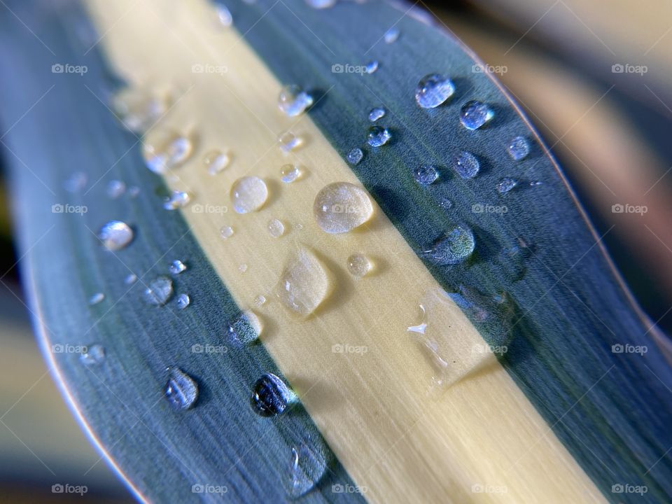Leaf with drops of water 