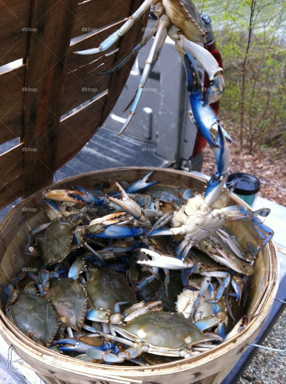 The mighty blue crab of the Chesapeake Bay! 