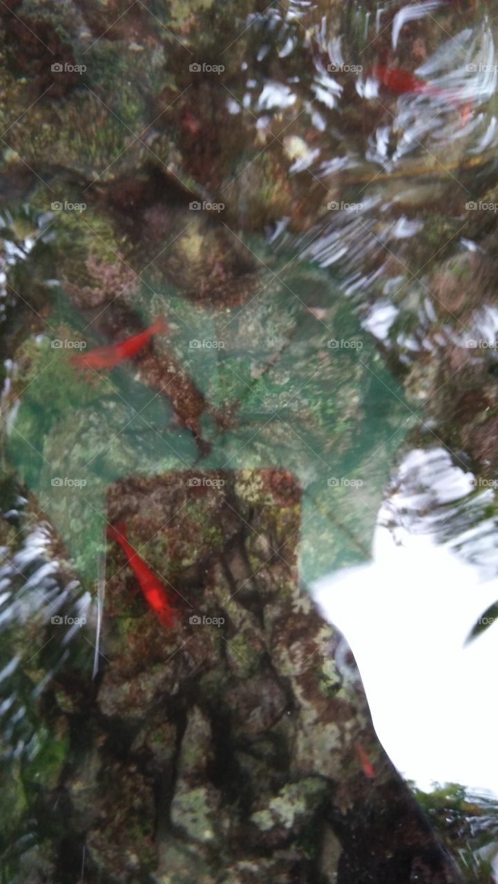 The red shrimp in Mahaba Island