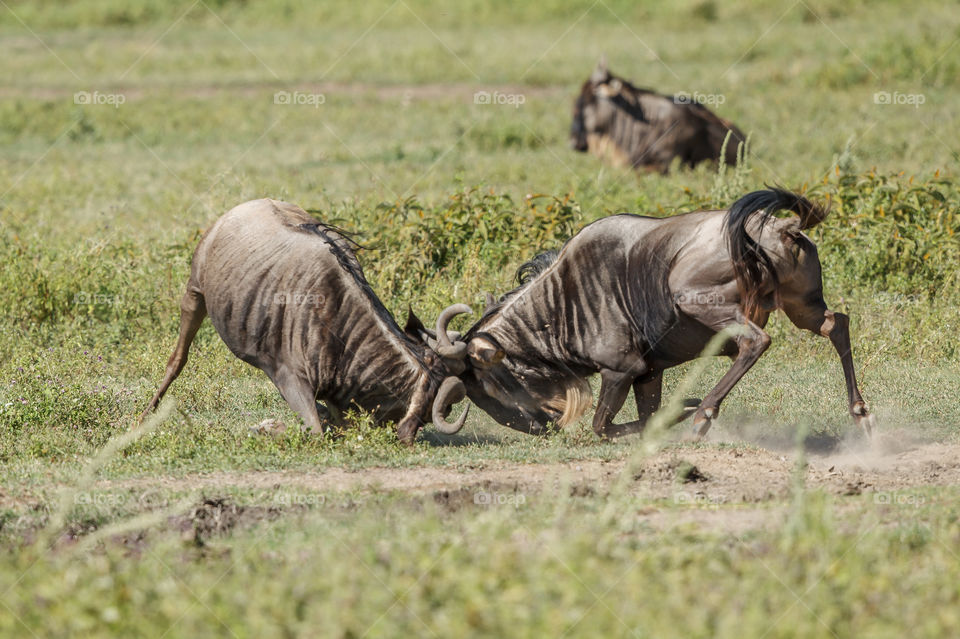 Two wildebeest bucks lock horns to establish dominance. This was captured at Ngorongoro Crater, Tanzania. Wildebeests also known as Gnus are a type of antelope.