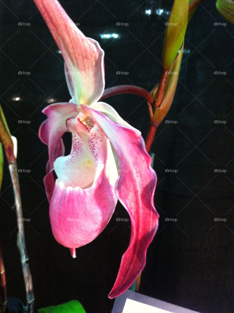 Pink lady Slipper Orchid 