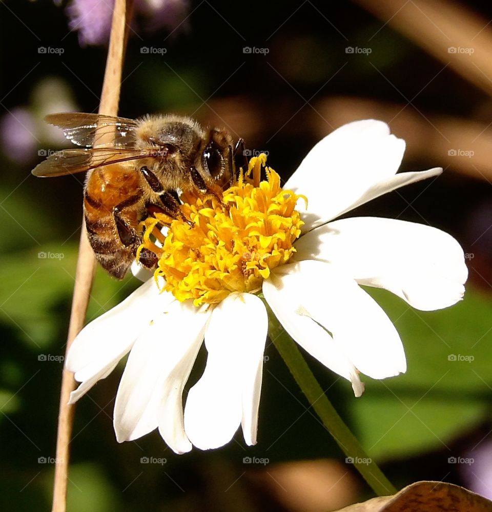 Wildflower Bee