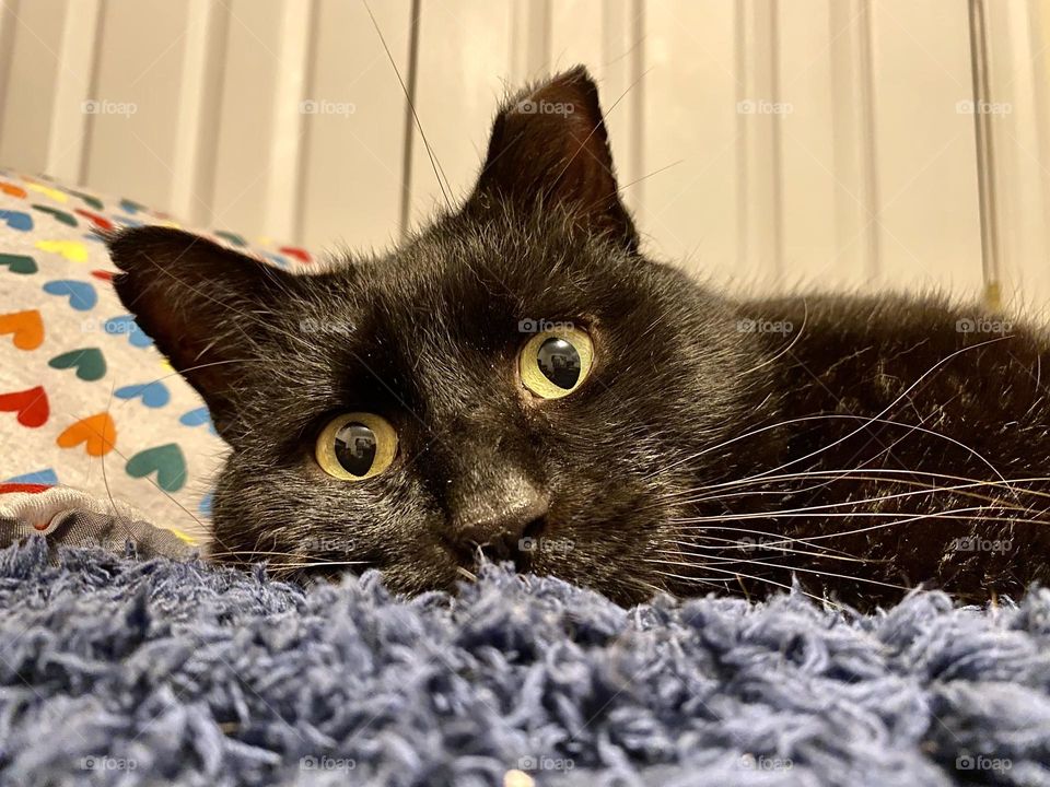 A black cat laying on a blue rug