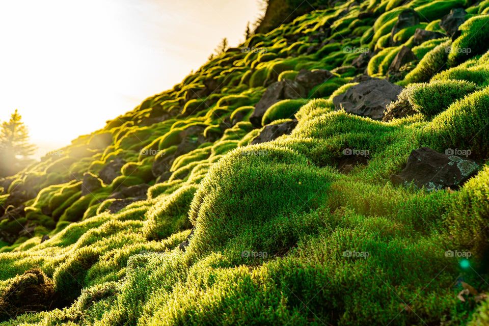 Blanket of moss.