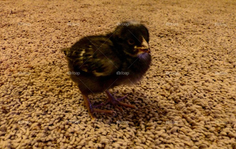 Barred rock chick