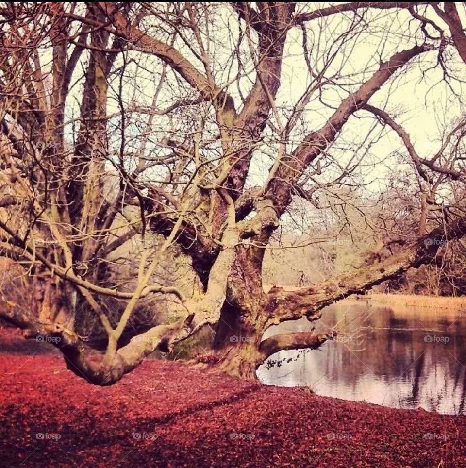 Red Leaves at the Lake