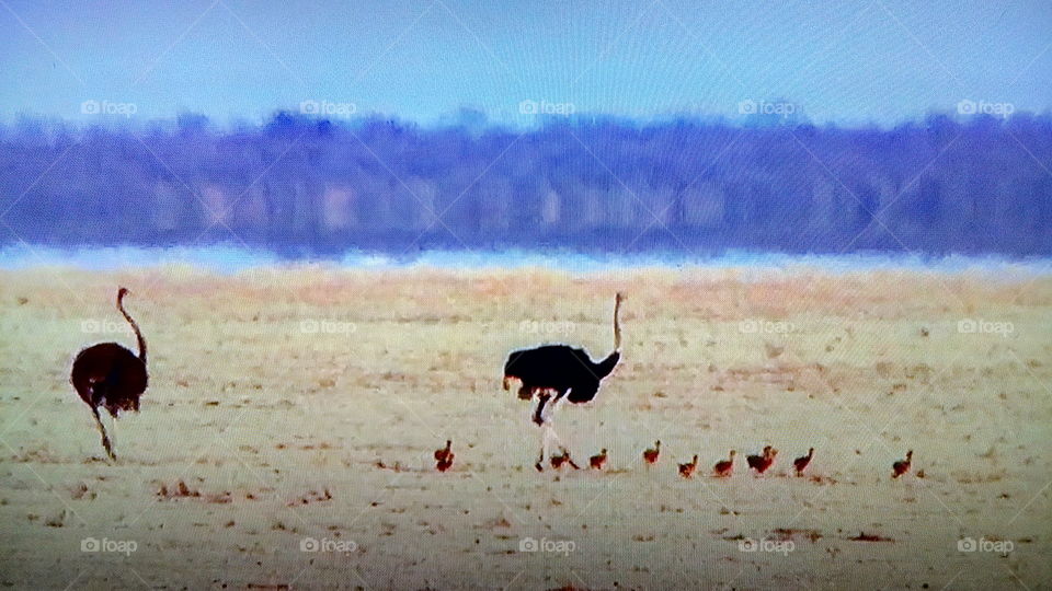 Bird, No Person, Mammal, Wildlife, Outdoors