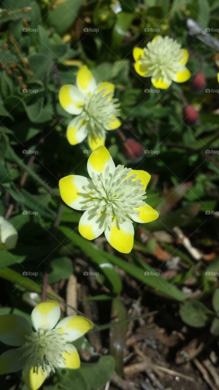 Small Yellow and White Flowers