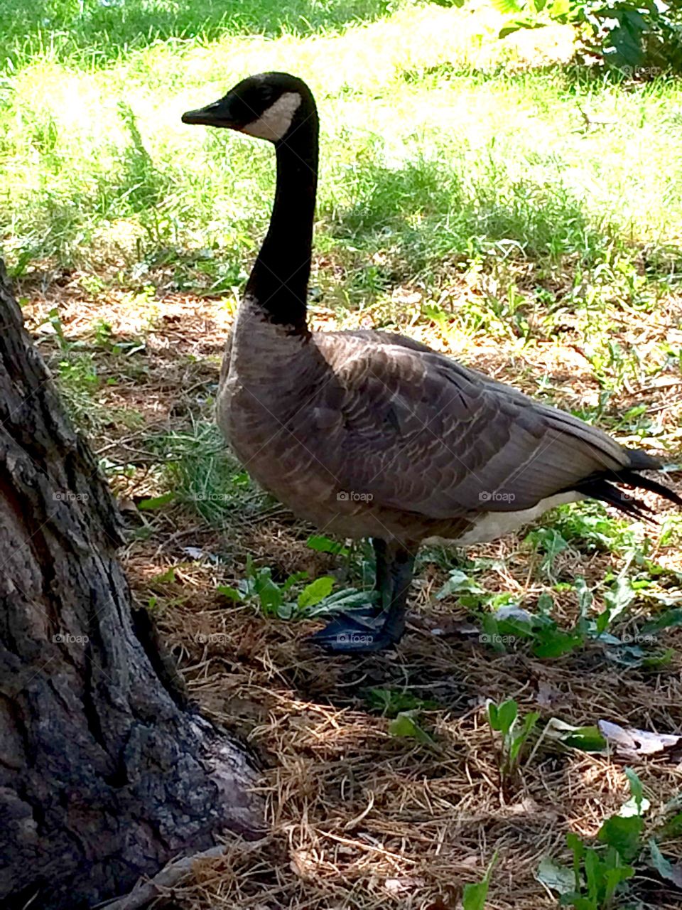 Canada geese 