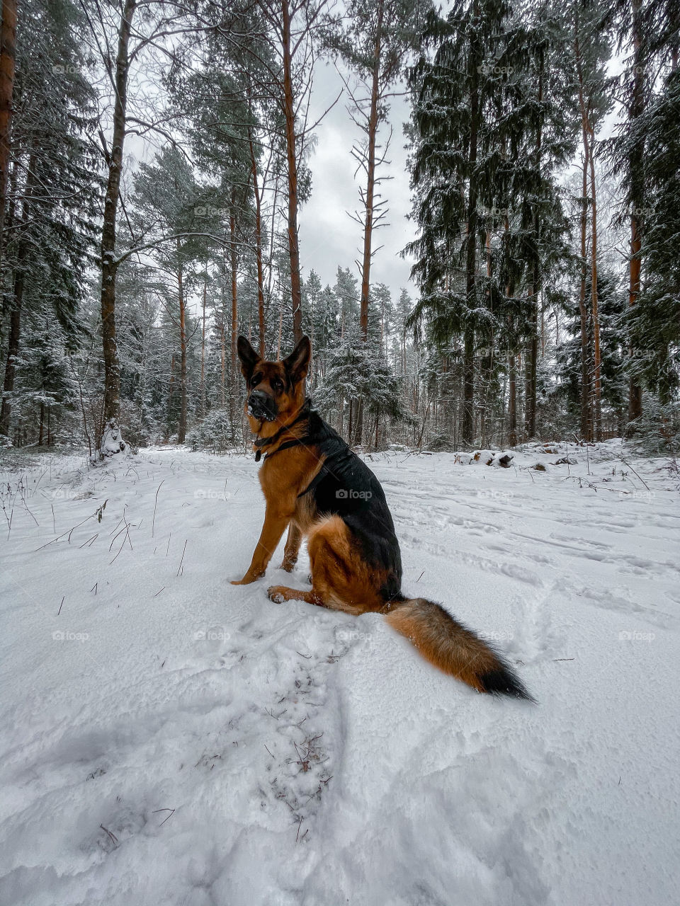 German shepherd dog in winter forest