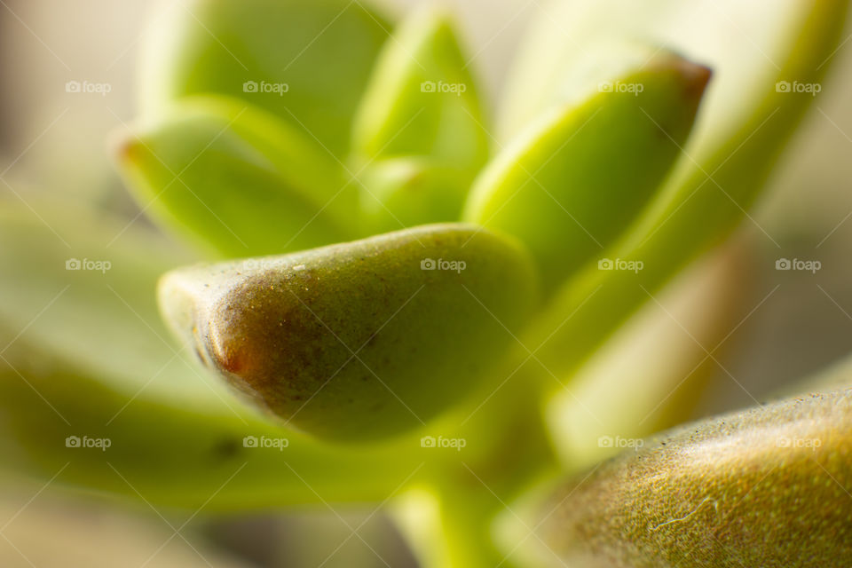 Macro of plant in spring.