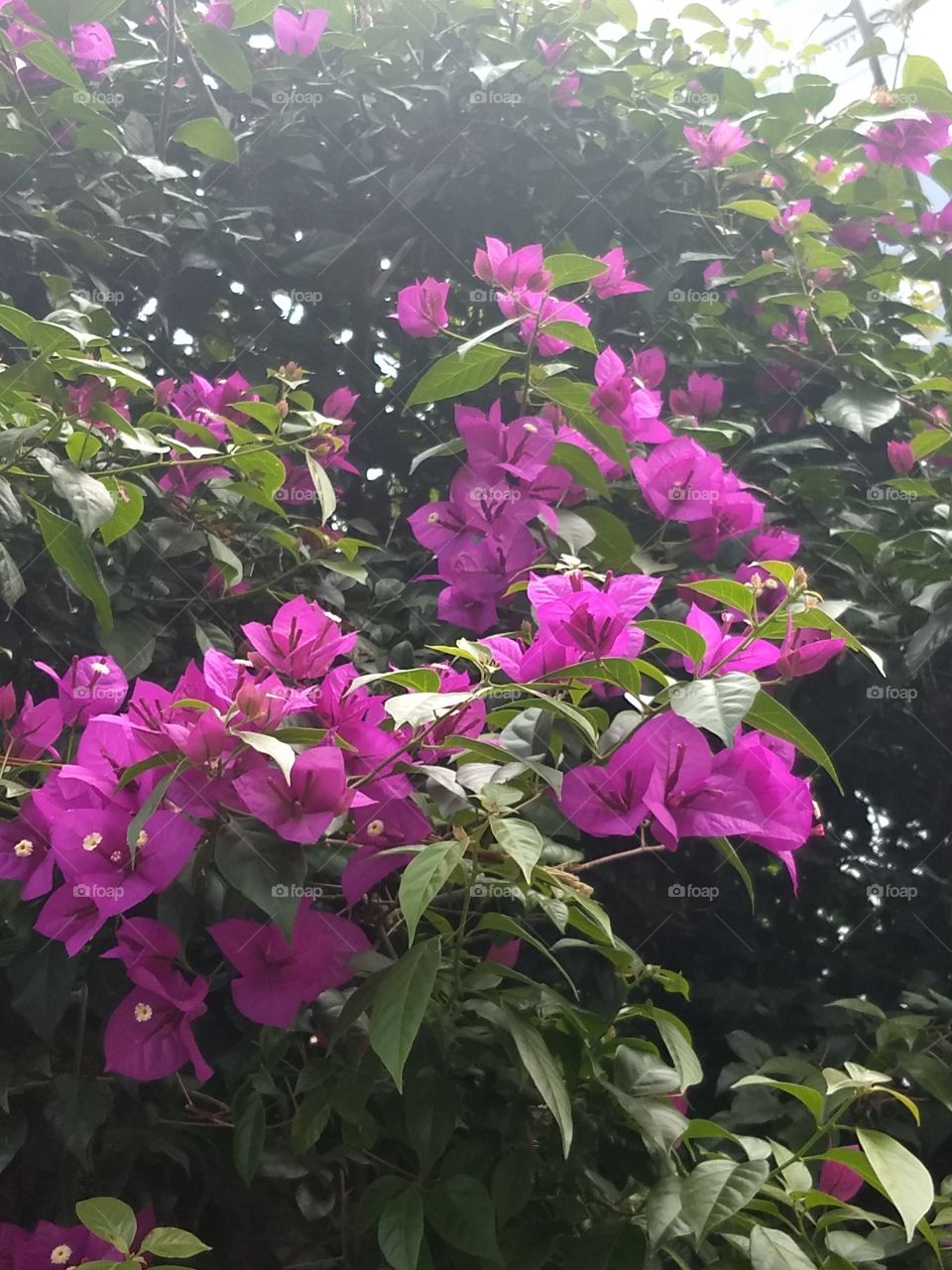 Bougainvilles