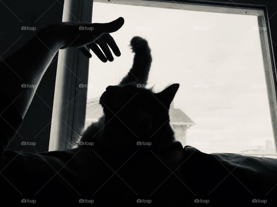 Cat swatting hand and playing in window on top of couch