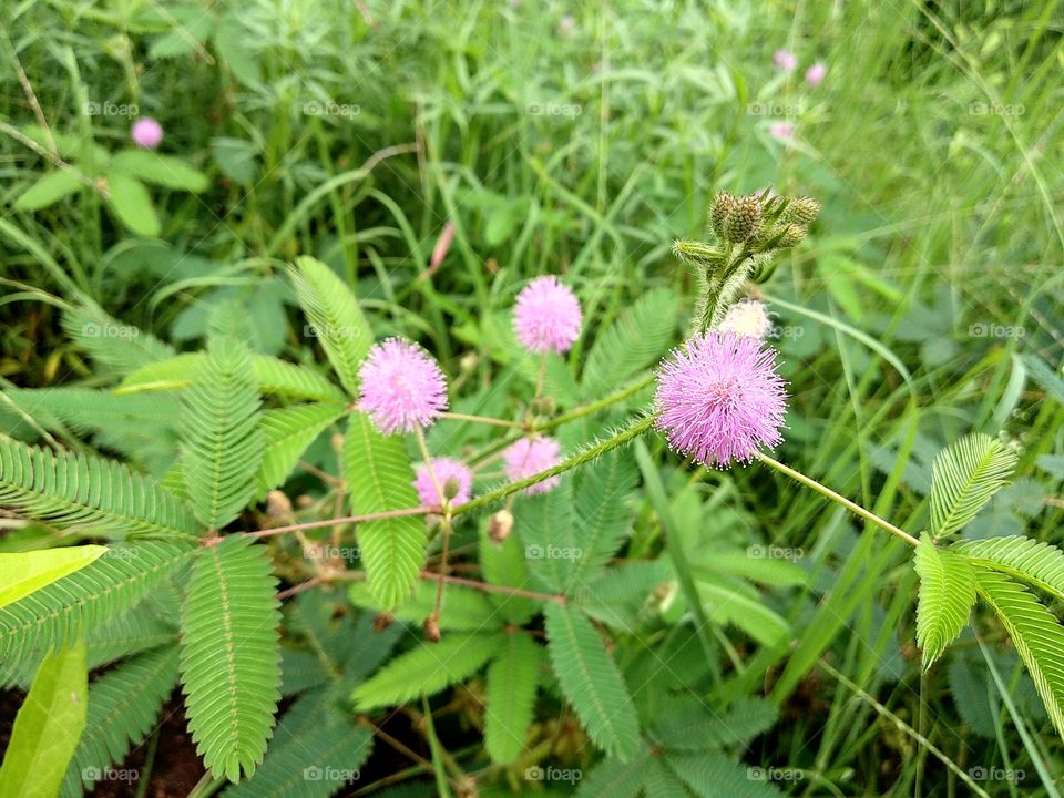 little pink flowers