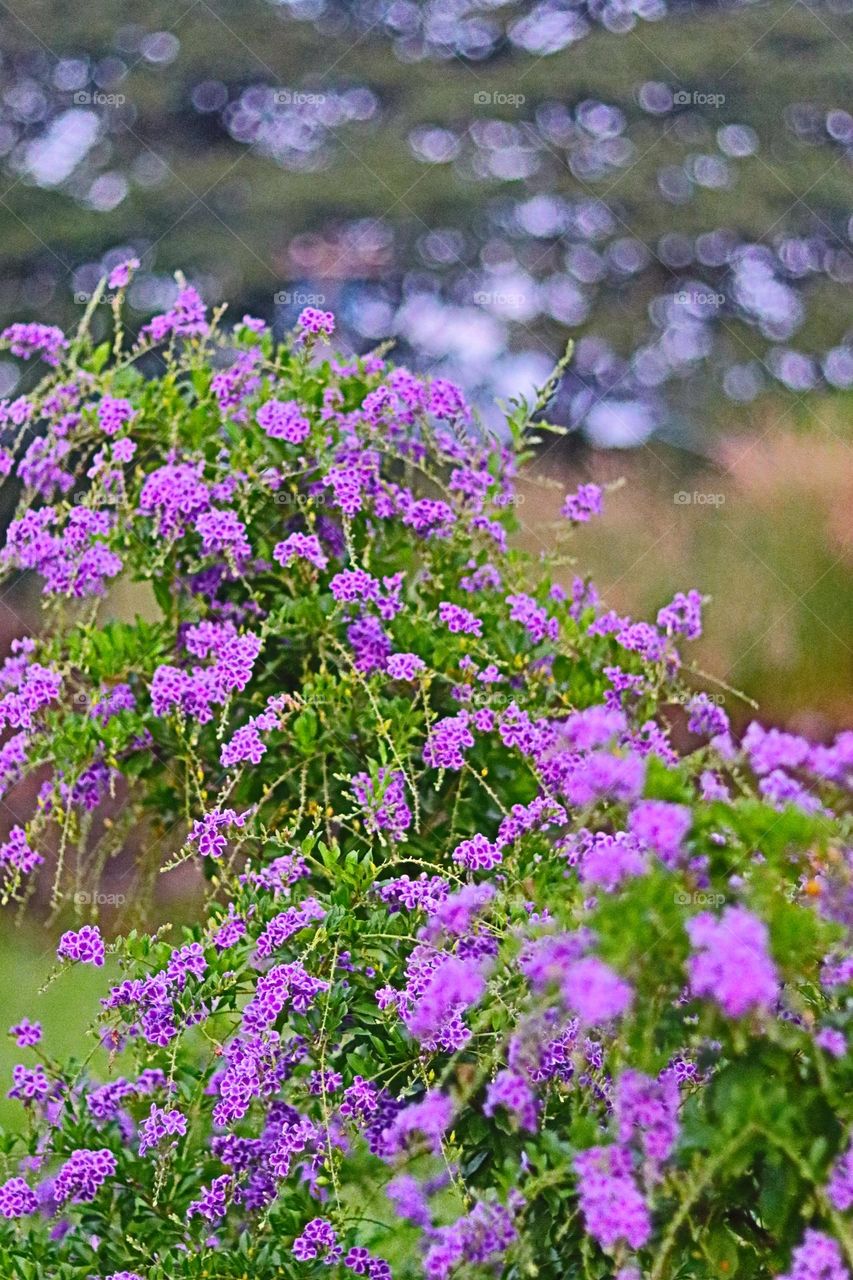 Flowers make my heart skip a petal✨