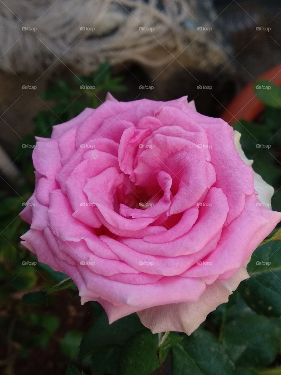 Pink rose shot by MIA1