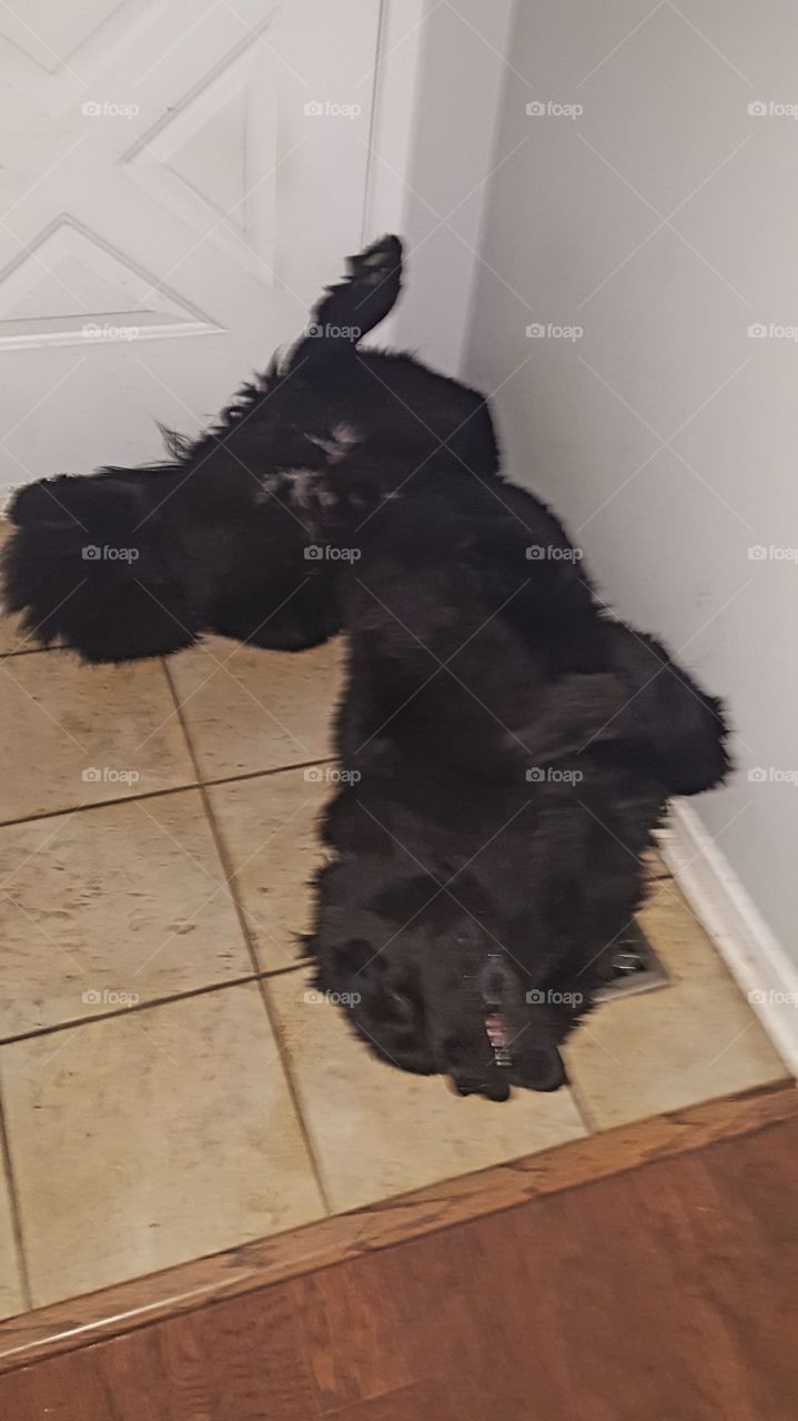 Dog, Mammal, One, Canine, No Person