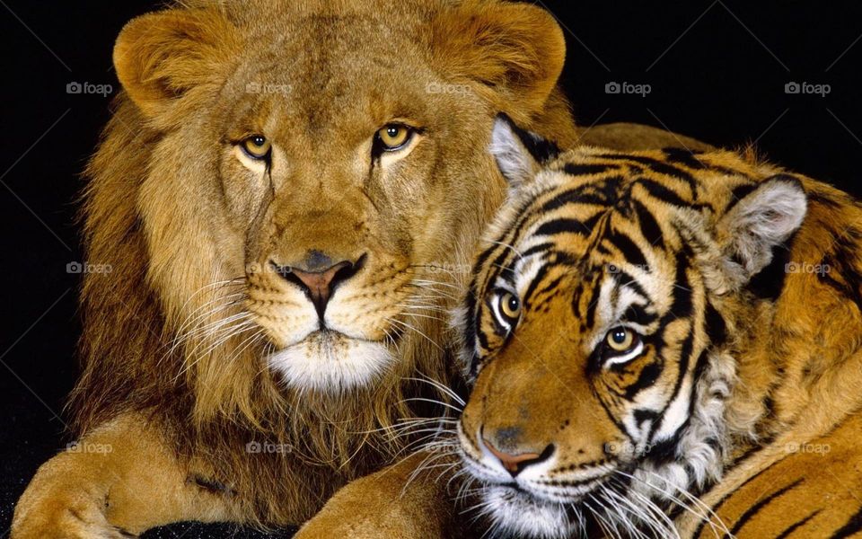 lion,tiger