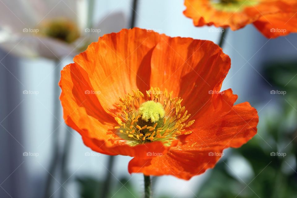 Poppy in close up