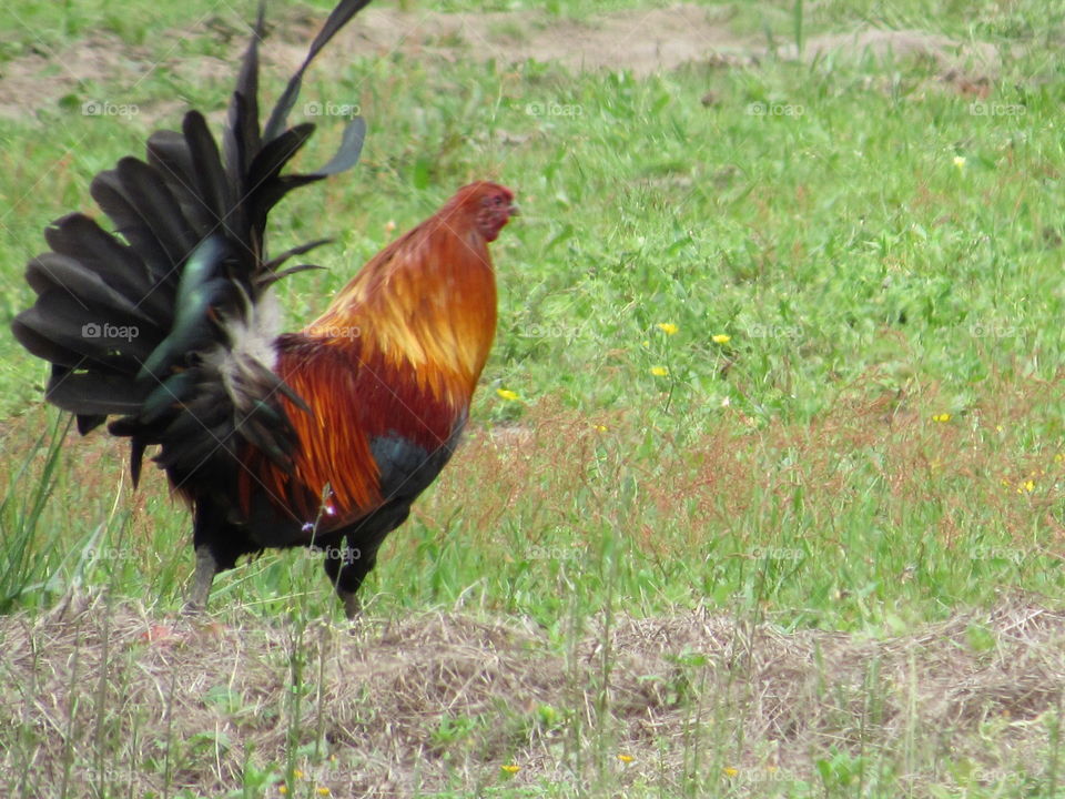 Bantam rooster