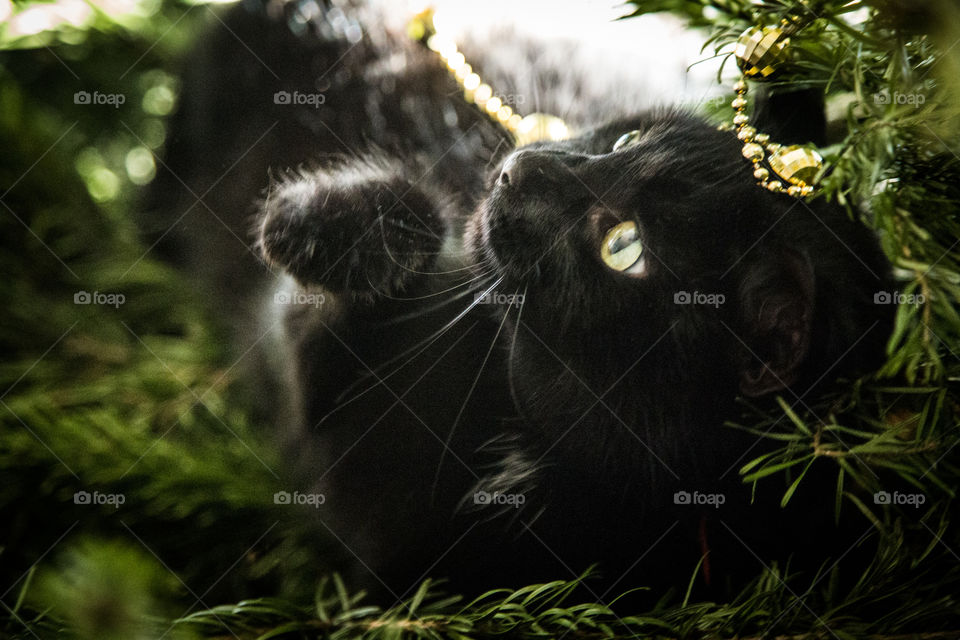 Cute black kitten in a Christmas tree. An animal portrait. Cat is black.