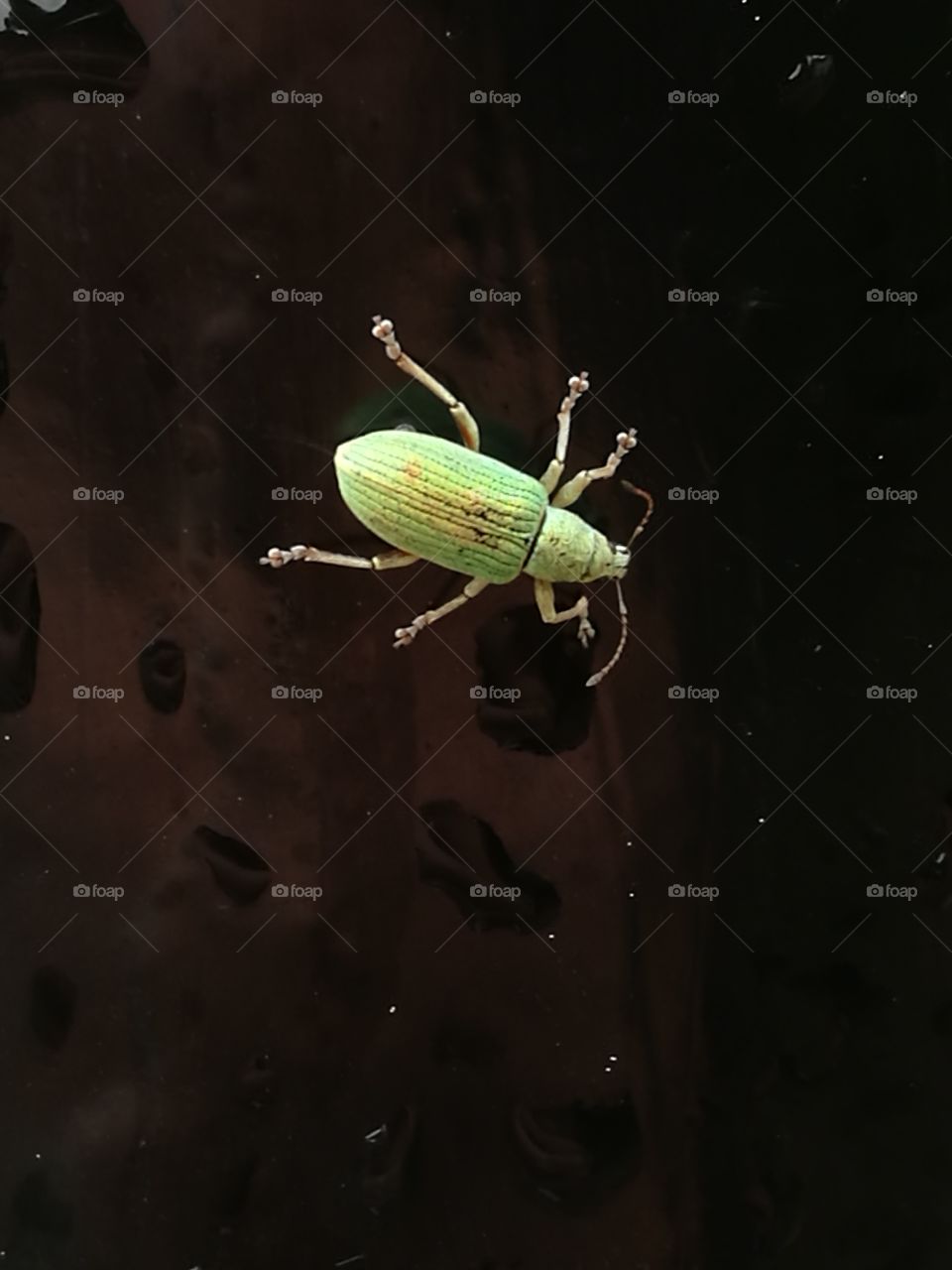 Iridescent Beetle