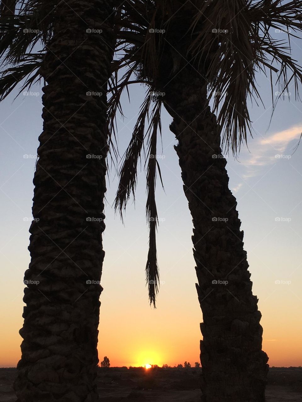 Beautiful sunset and palm tree 