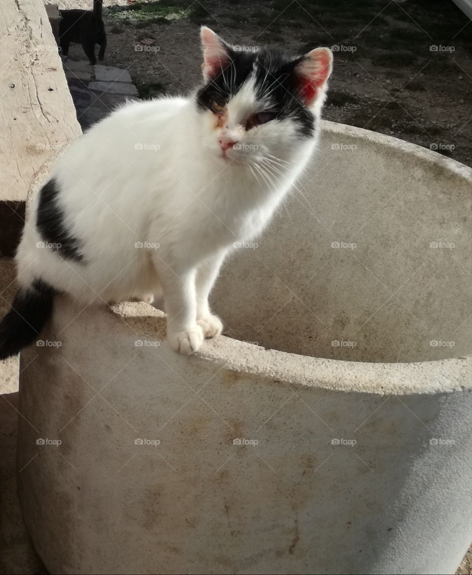 I'm an actor. Nice cat