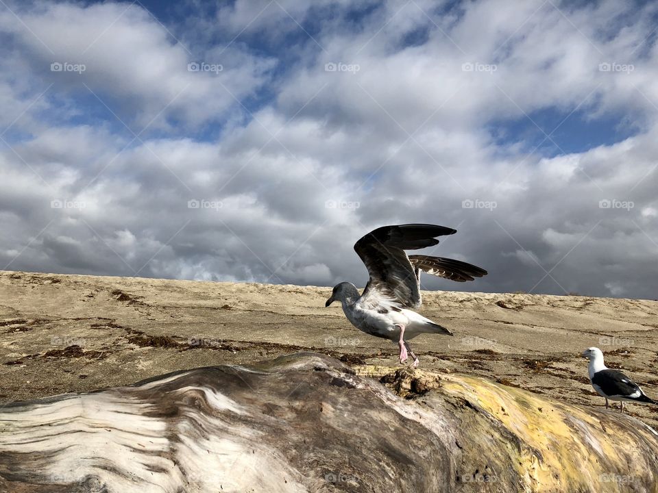 Spectacular Bird In Flight on The Beach