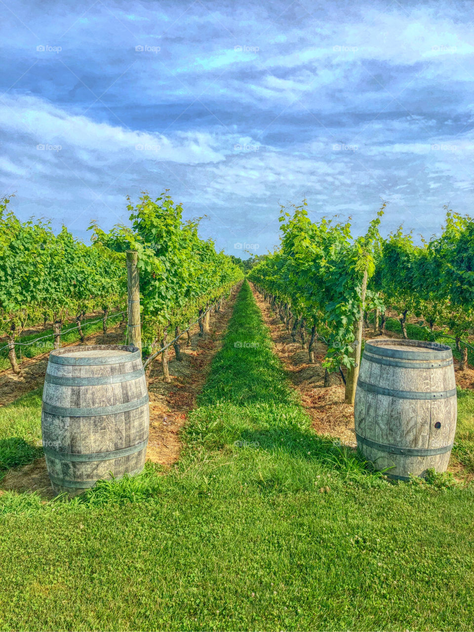 Wooden Barrels at a winery 