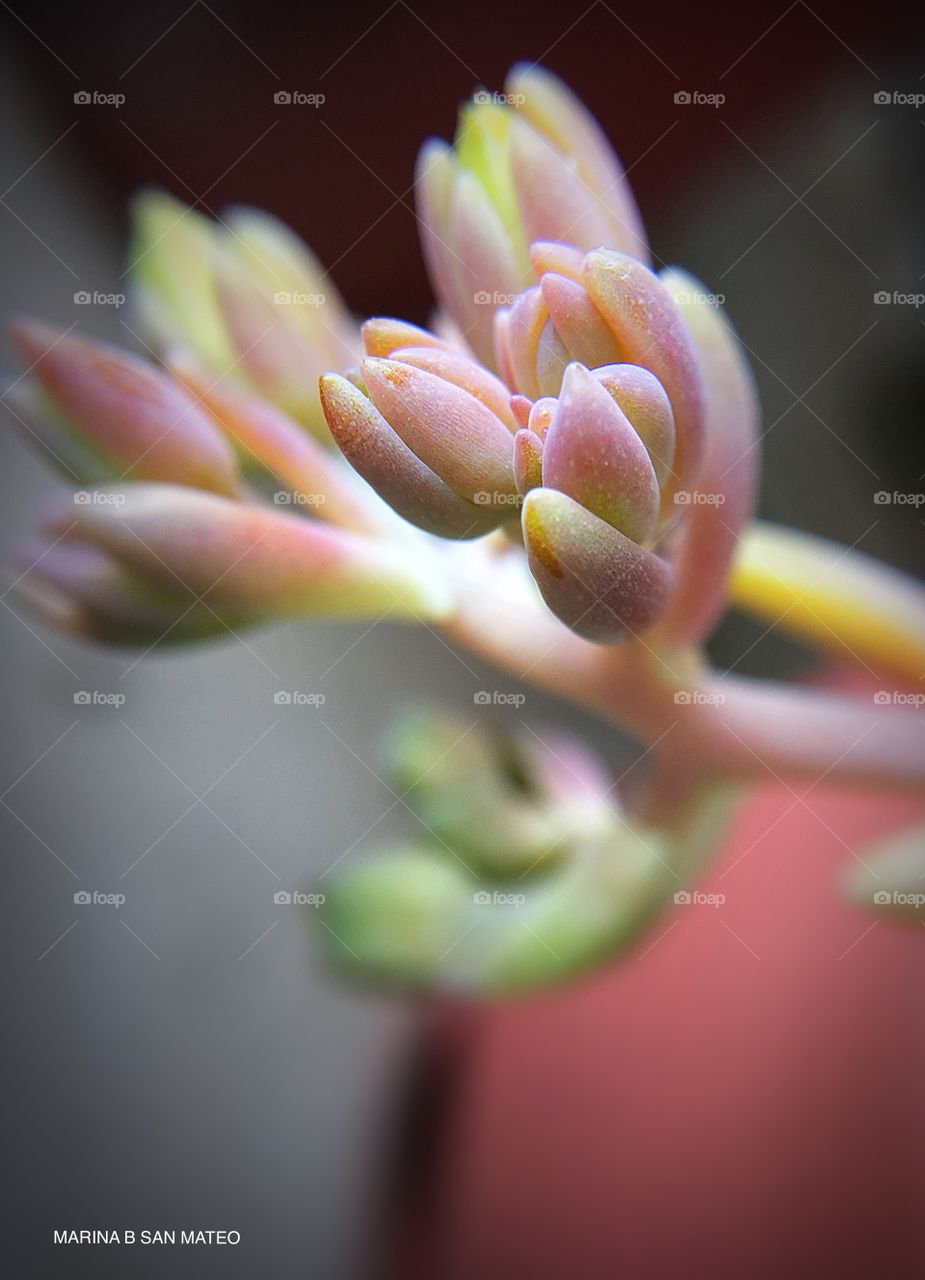Ready to bloom 
