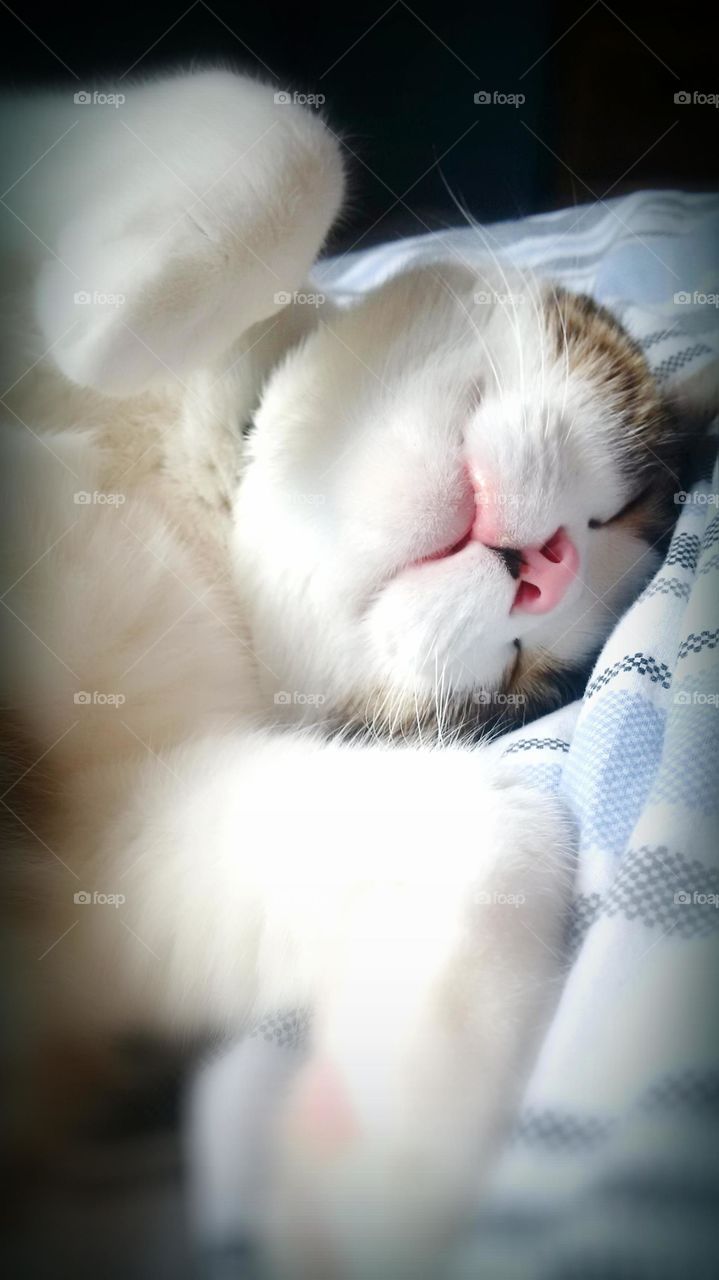 Sleepy George sleeping in a ray of sun