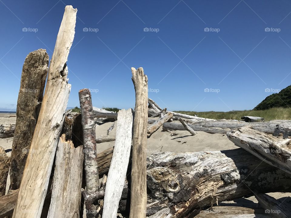 Drift Wood On the Pacific Coast