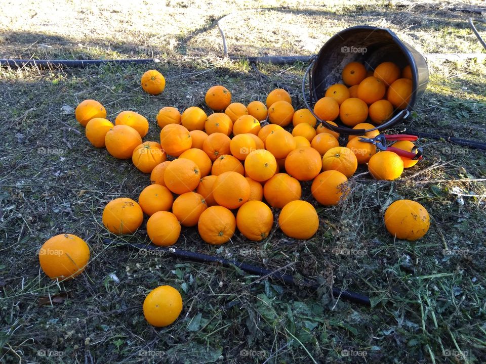the harvest season of oranges