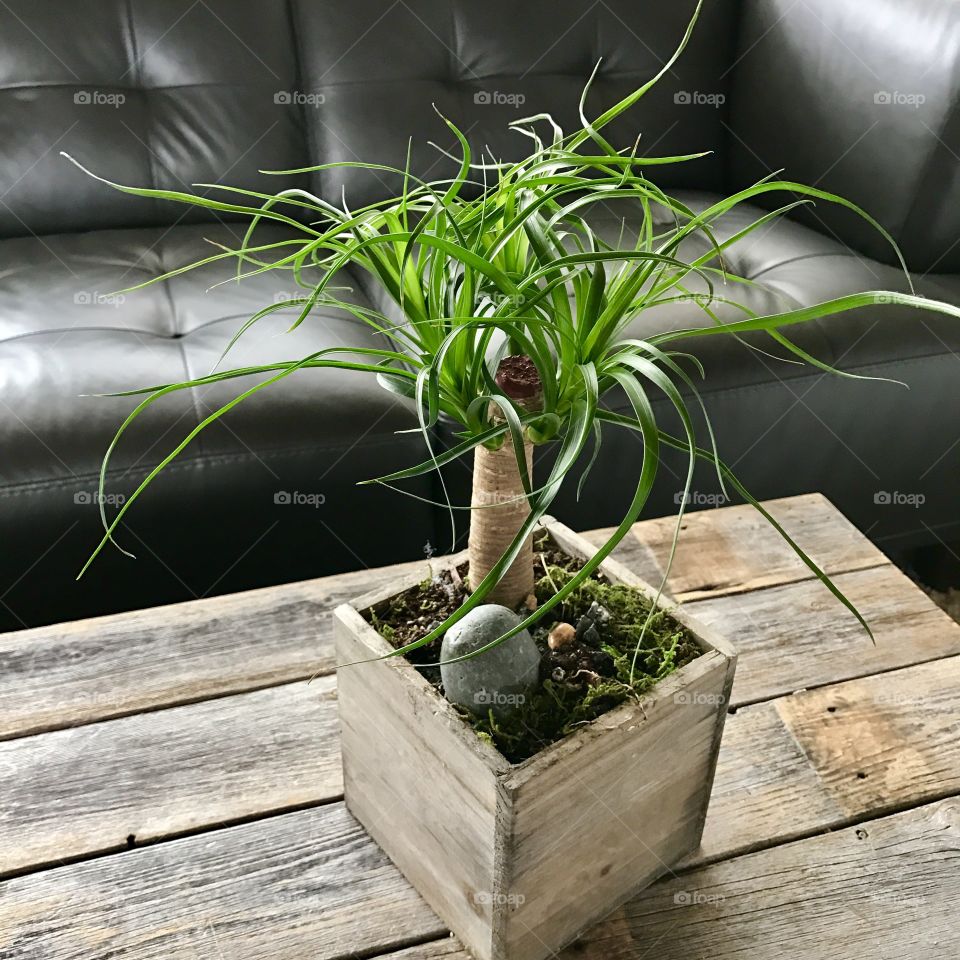 Plant and leather sofa