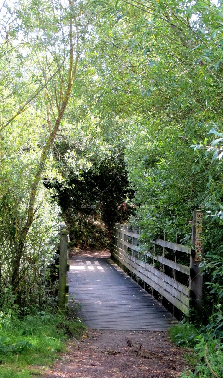 wooden bridge