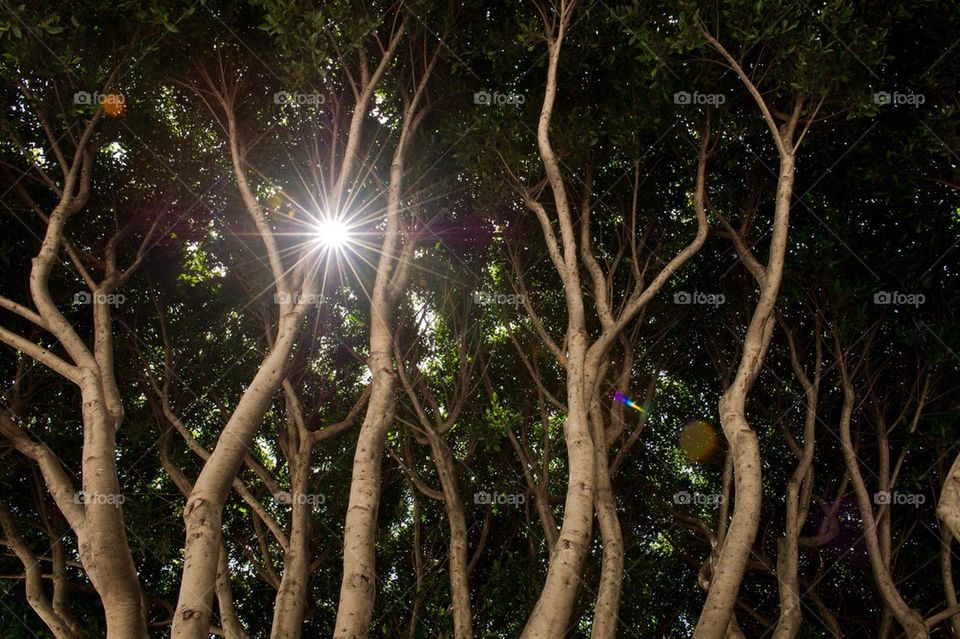 Tree branches with sun rays