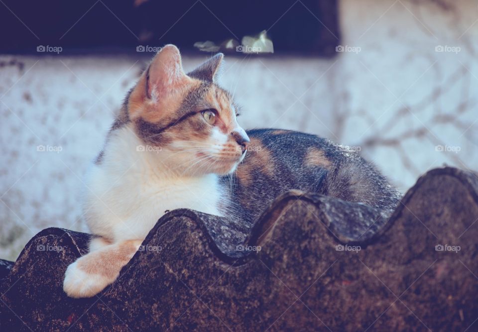 Gato no telhado/Cat on the roof.