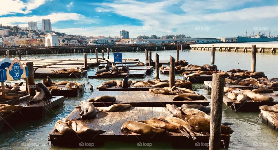 The seals are just lounging out getting some sun like the rest of us. Except they fight for the best spot.. so exactly like some of us. 