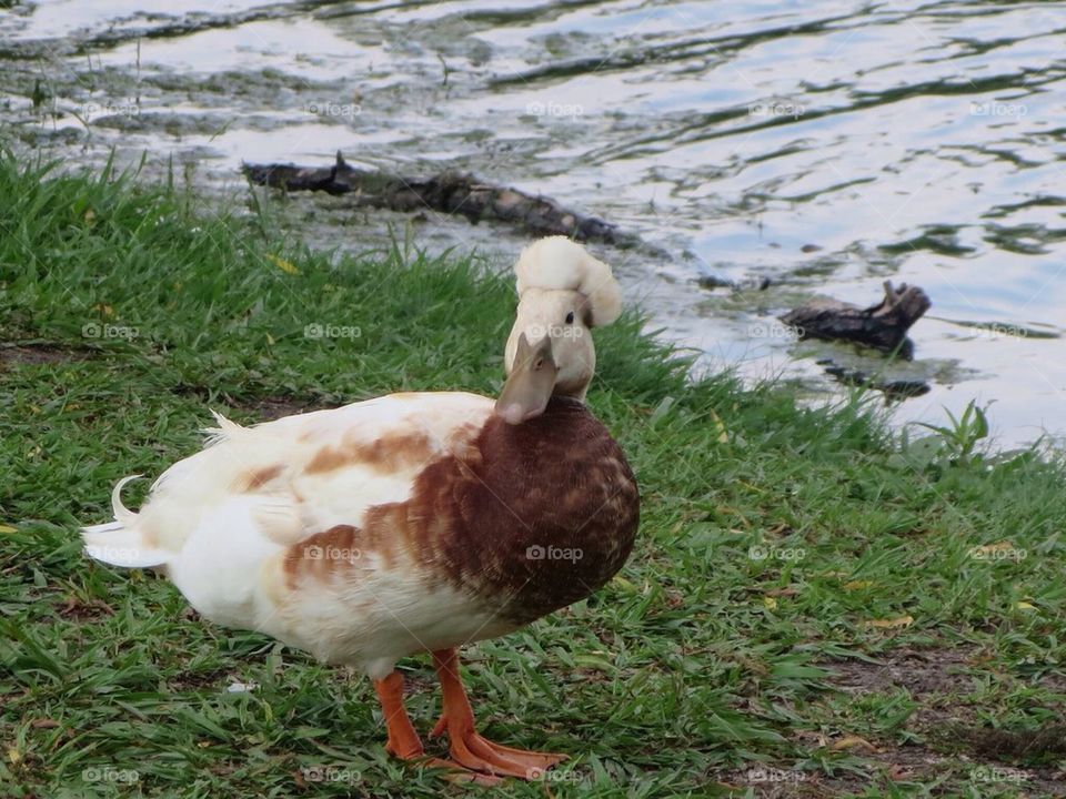 Afro Duck 2
