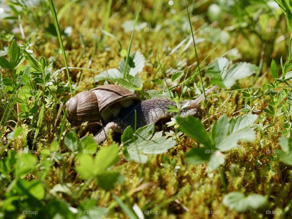 Helix hastropod large land snail from side